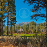 PF_Course-and-Trees