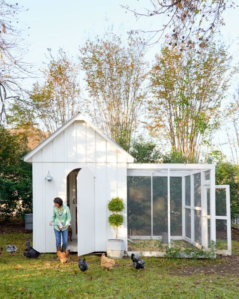 chicken coup