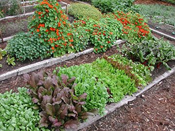 garden