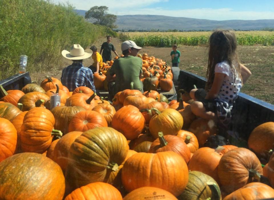 andelin family farm pumpkin patch reno andelin family farm