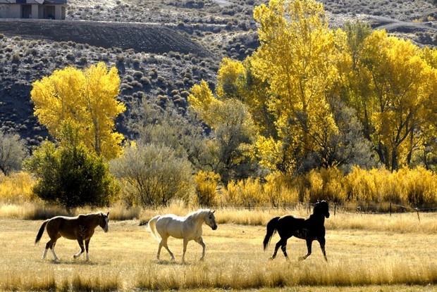 washoe